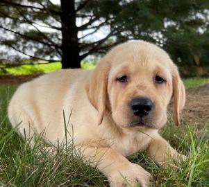 Wunderschne Golden Retriever-Welpen