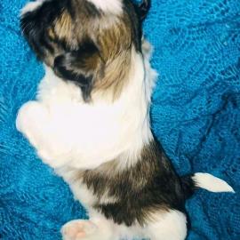 Shih Tzu Welpen mit Papieren whatsapp v