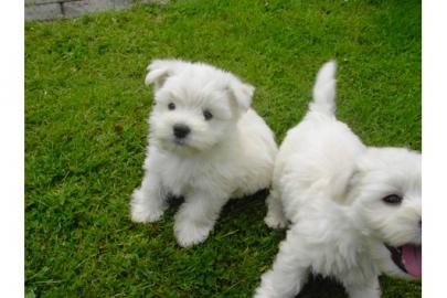 West Highland White Terrier Welpen m.  Pa