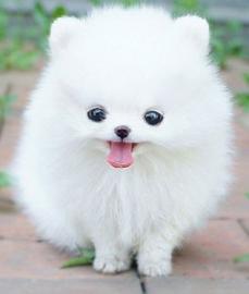 {}POMERANIAN ZWERGSPITZ  WELPEN ZUM VERS