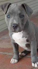 TOP Gesund Amstaff- Blue- Line- Welpen