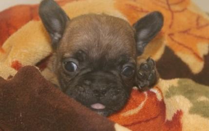 Cute baby  BULLDOG