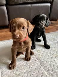 Labrador Welpen mit Papieren whatsapp Nu