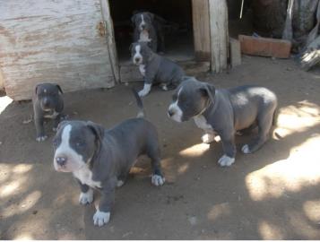 Reinrassige Pitbullwelpen von kr?ftigen