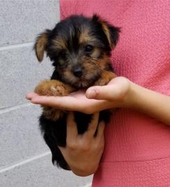 Erstaunliche Yorkshire-Terrier-Welpen