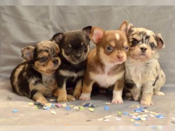 Chihuahua Babys sehr klein