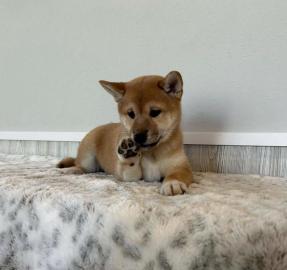 Shiba Inu Welpen zur Annahme