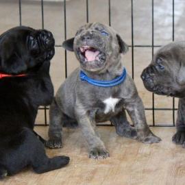 Cane Corso Welpen    300 EUR