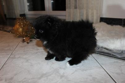 Pomeranian Spitz Schwarzer Babywelpe