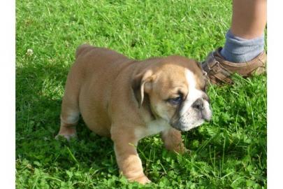 Englisch Bulldogge Welpen suchen ein ne