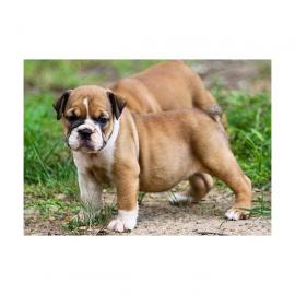 Englisch Bulldogge Welpen suchen ein ne