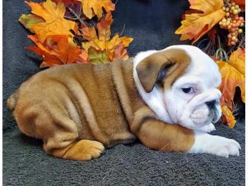 Englische Bulldogge Welpen mit papieren