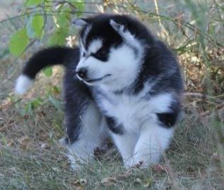 Siberian Husky zu verkaufen