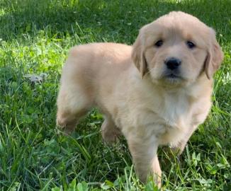 Golden Retriever-Welpen in Top-Qualit?t