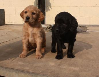 Labrador Retriever Welpen zu verkaufen