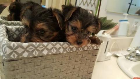 Exclusive Mini Yorkshire Terrier Welpen