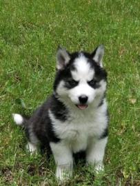 Siberian Husky puppies