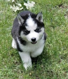 Siberian Husky puppies