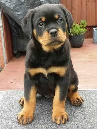 Rottweilerwelpe sucht neues Zuhause