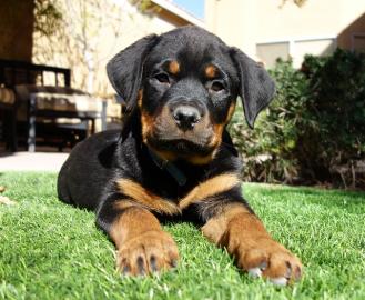 ROTTWEILER WELPEN BEREIT MIT PAPIEREN