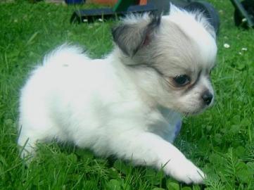 Super s??e MINI chihuahua welpen mit Pap