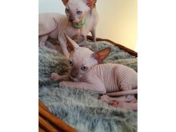 Sch?ne Sphynx-Katzen bereit zu gehen . . . 