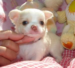 chihuahua welpen d