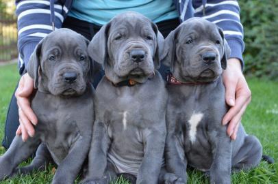 Neujahr Deutsche Doggen Welpen mit Papie