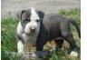 American Pit Bulldog zur Annahme jetzt