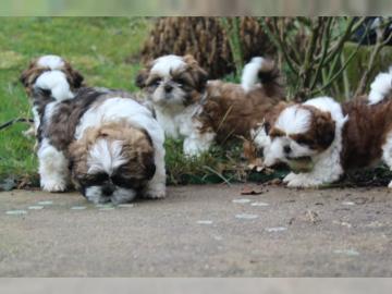 Shih Tzu Welpen mit Papieren whatsapp Nu