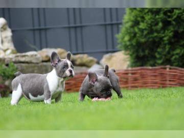 Reinrassige Franz?sische Bulldogge Welpe