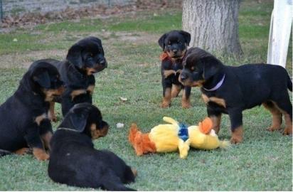 Neujahr Rottweilerwelpen mit ADRK Papier