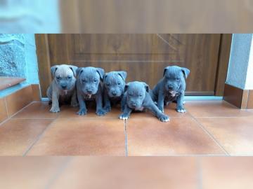 Super s??e American Staffordshire Welpen