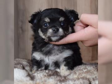 reinrassige Mini-Chihuahua Welpen