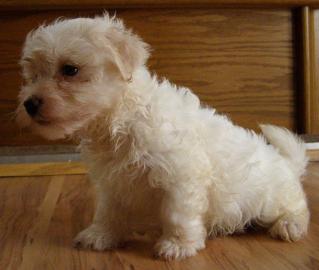 Havanese Bichon Welpen