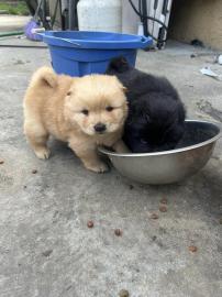 Chow-Chow-Welpen verfgbar WhatsApp-Numm