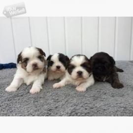 Charmante Babyschlampe Shih Tzu welpen