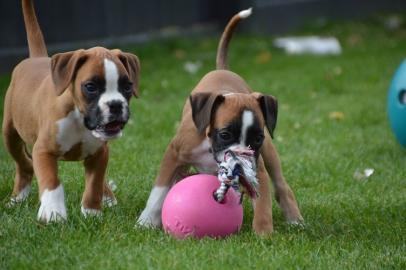 Boxer Welpen (M?dchen und Rude) mit Papi