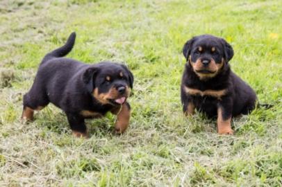 Weihnachten Rottweiler Welpen