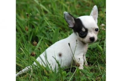 3 Top-Chihuahua-Mdchen in Kurz-u. Langh