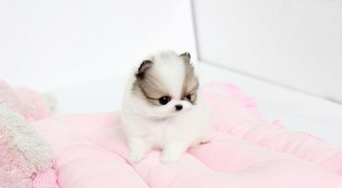 MINI Pomeranian SpitzBoo Welpe