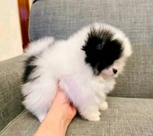 Mini Zwergspitz-Pomeranian Welpen whatsa