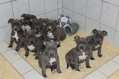 Reinrassige amerikanische Pit Bull Terri