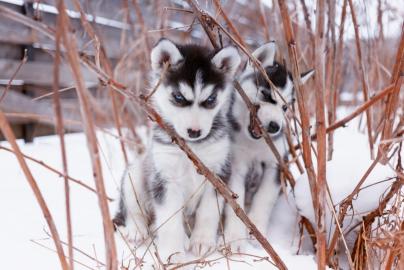 Siberian Husky sucht neues Zuhause