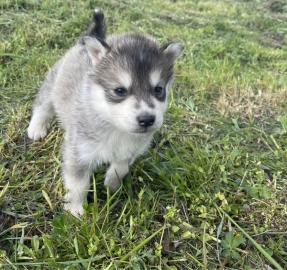 Siberian Husky Welpen