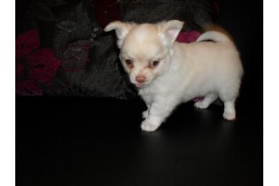 MINI MINI Chihuahua Preis: 150