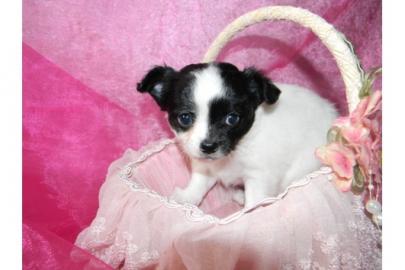 MINI MINI Chihuahua Preis: 150