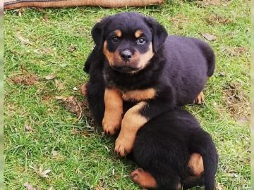 ROTTWEILER WELPEN BEREIT MIT PAPIEREN