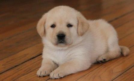 Labrador Welpen mit Papieren