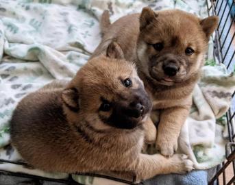 Shiba Inu welpen suchen neues Zuhause